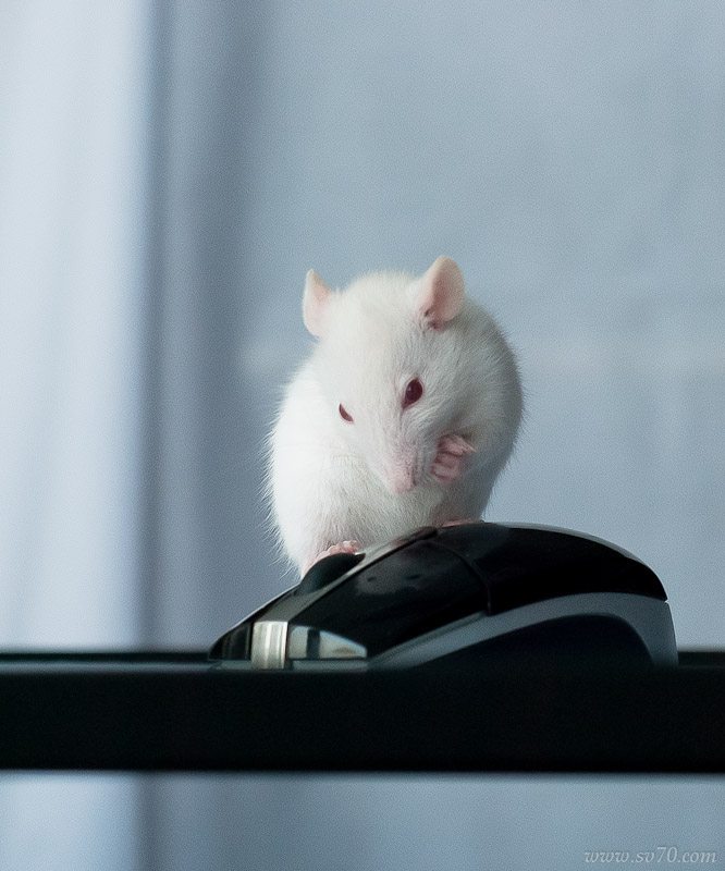 Домашние крысы в квартире - фотоотчет