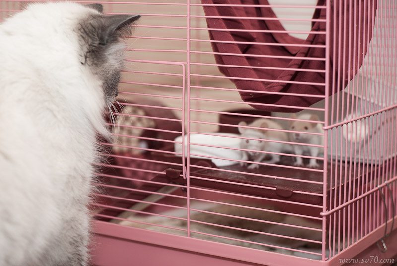 Домашние крысы в квартире - фотоотчет