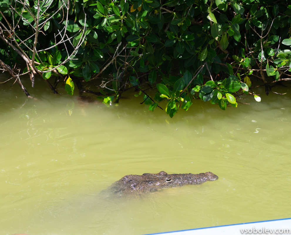 Крокодилы, пеликаны, подземные озера. Канкун.