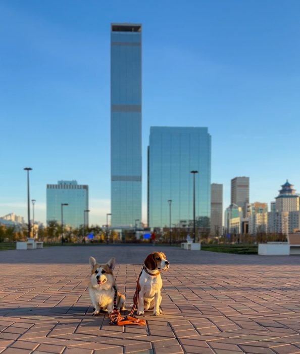 Бигль и корги