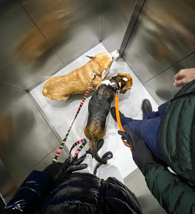 Бигль и корги