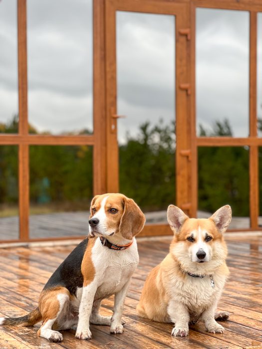 Бигль корги